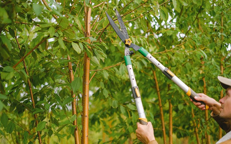 Tree trimming in Pompton Plains, NJ